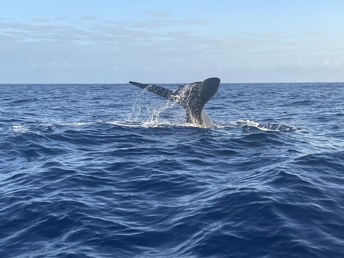 NICKOCOCOSUNSHINE Baleines & Cachalots Bateau Privatisé whales watching — Flic en Flac