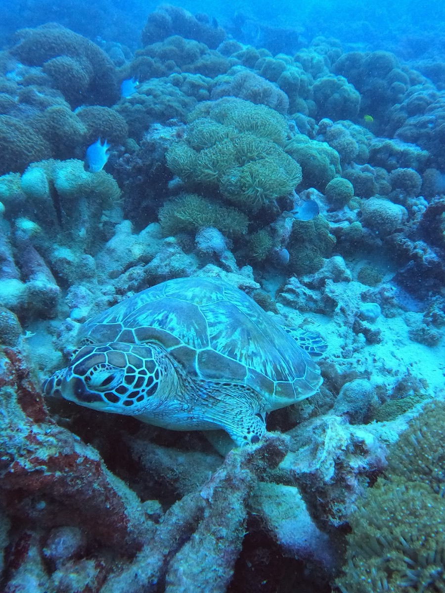 Ocean dream divers — Mahé