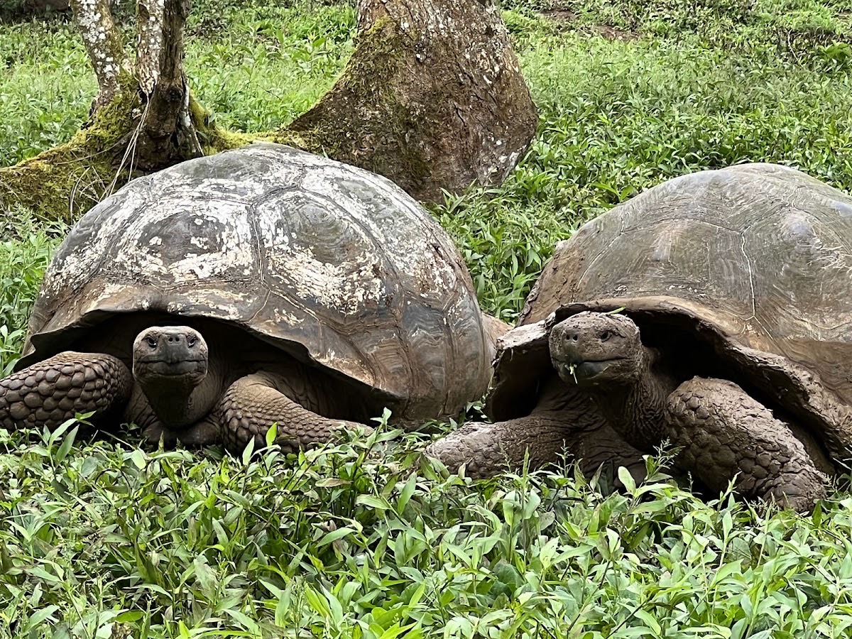 Parque Nacional Galápagos — Galápagos
