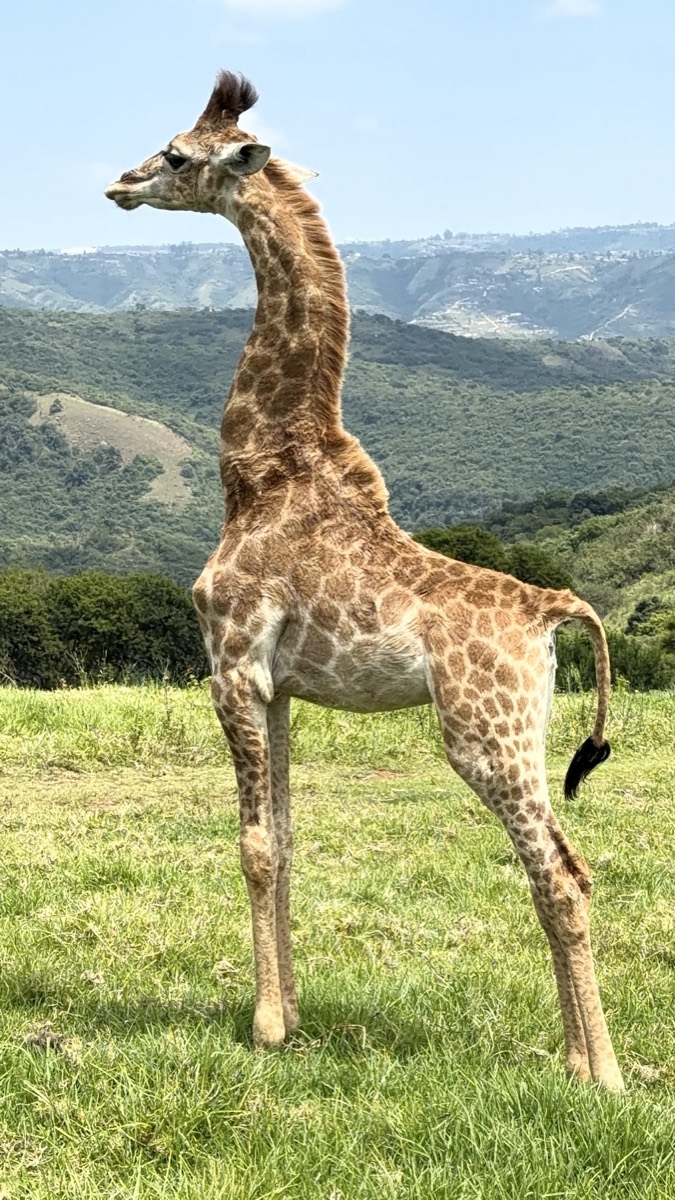 PheZulu Safari Park — Durban