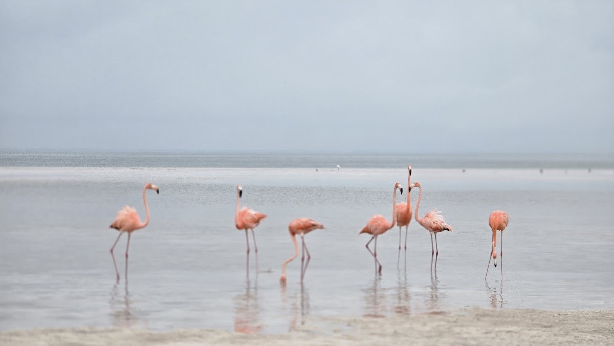 Playa Punta Cocos — Holbox