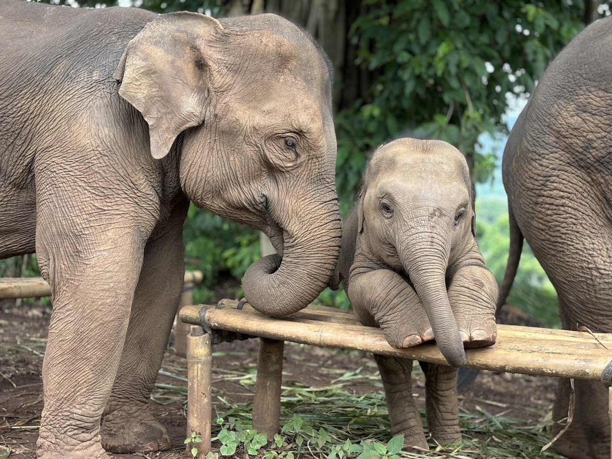 PON ELEPHANT THAILAND — Chiang Mai