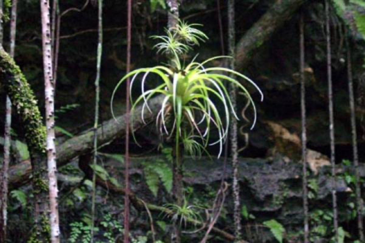 Primeval Forest National Park — Nassau
