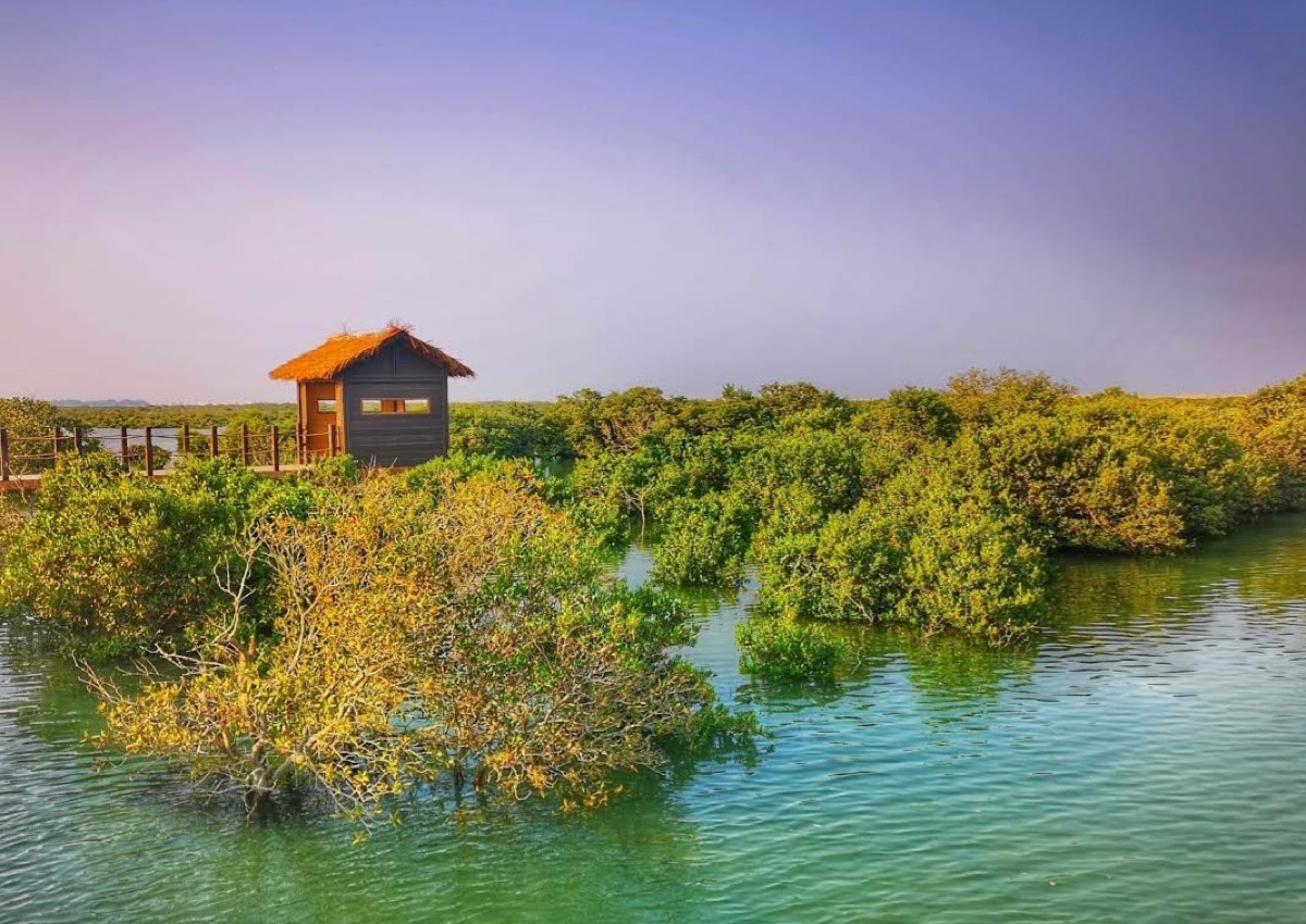 Purple Island, Mangroves — Al Khor