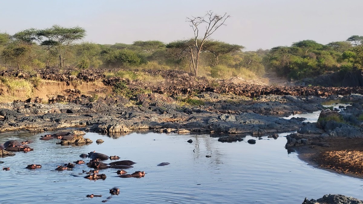 Retima Hippo Pool — Serengeti
