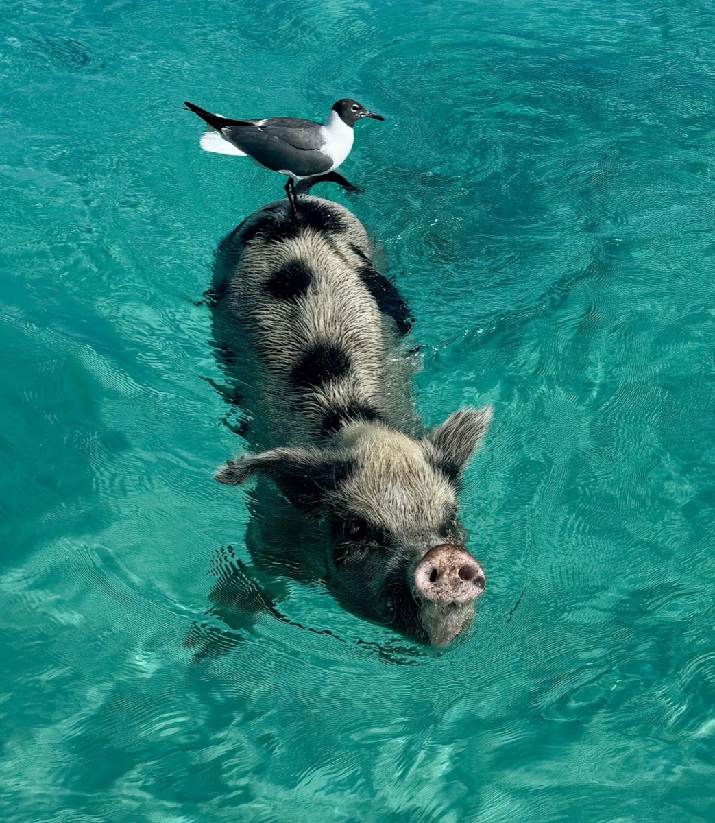 Roberts island adventures — Exuma