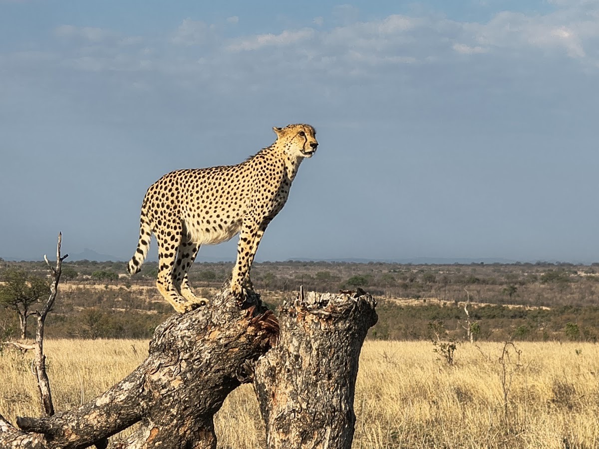 Sabi Sand Nature Reserve — Sabi Sand