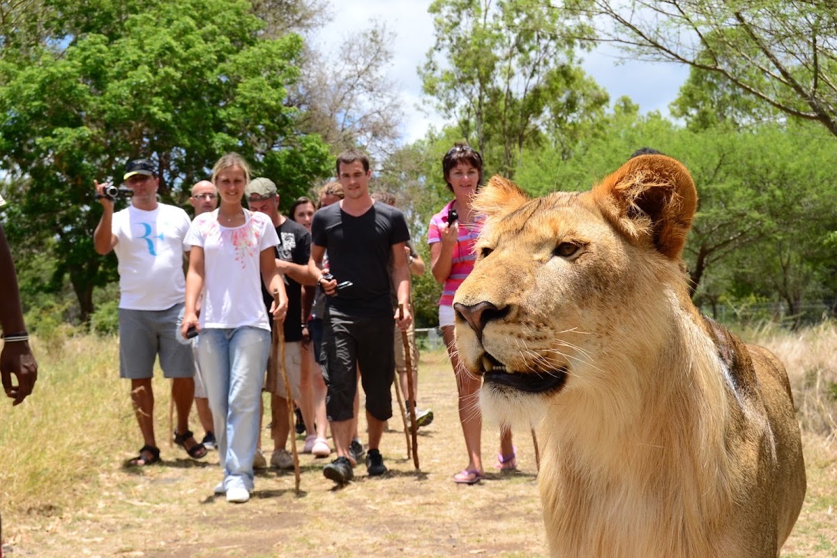 Safari Adventures — Flic en Flac