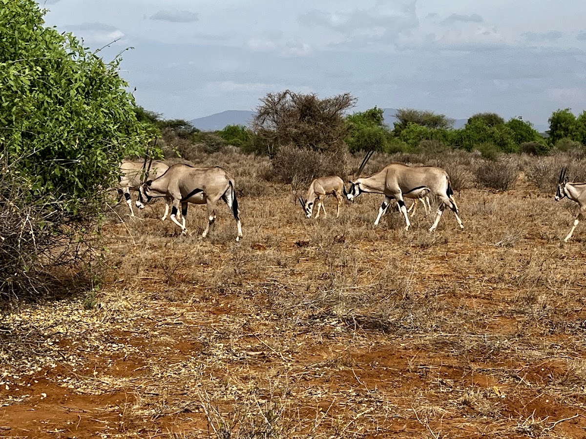 Samburu National Reserve Gate — Samburu