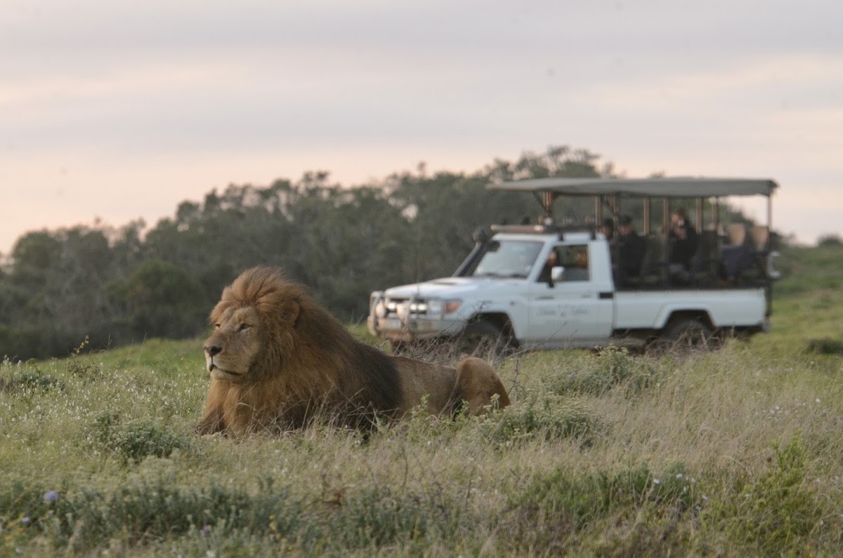 Schotia Safaris Private Game Reserve — Addo