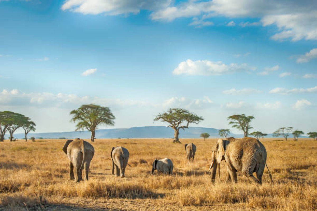 Serengeti-Nationalpark — Serengeti