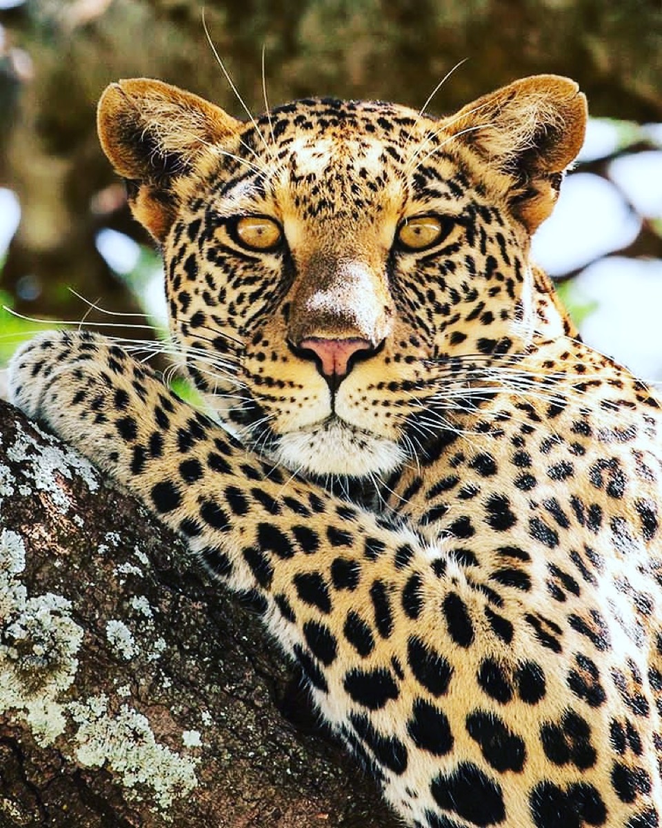 Seronera — Serengeti
