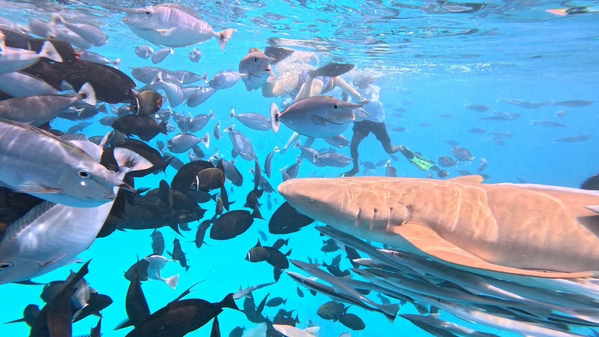 Shark Point — Malé