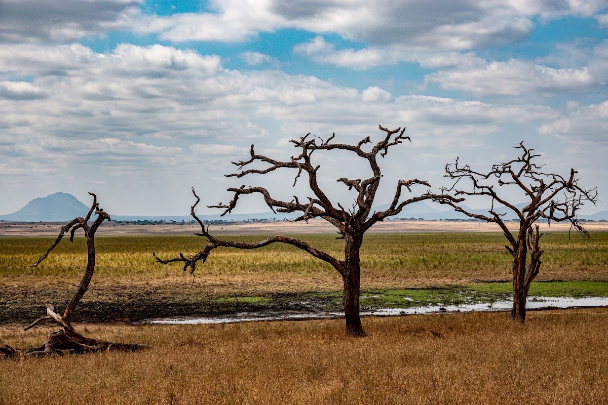 Silale Swamp Picnic Site — Tarangire
