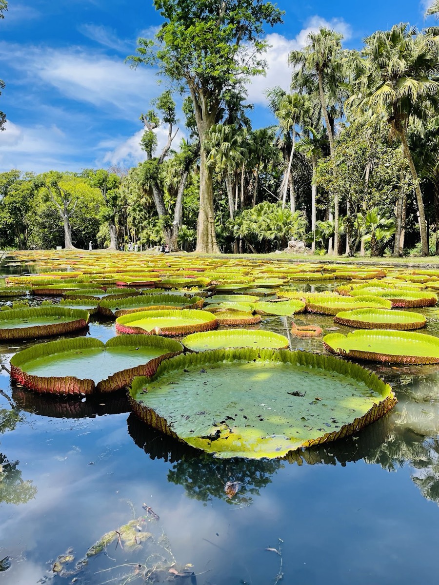 Sir Seewoosagur Ramgoolam Botanical Garden — Port Louis