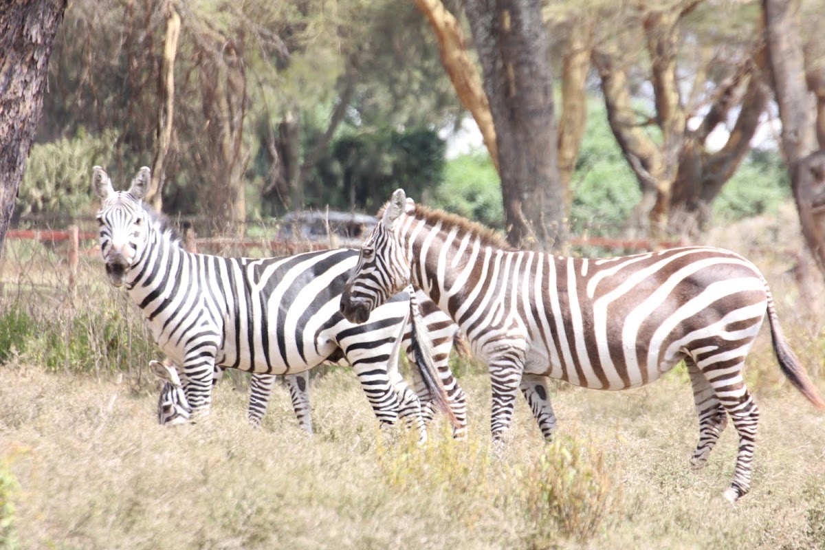 Soysambu Conservancy — Lake Nakuru