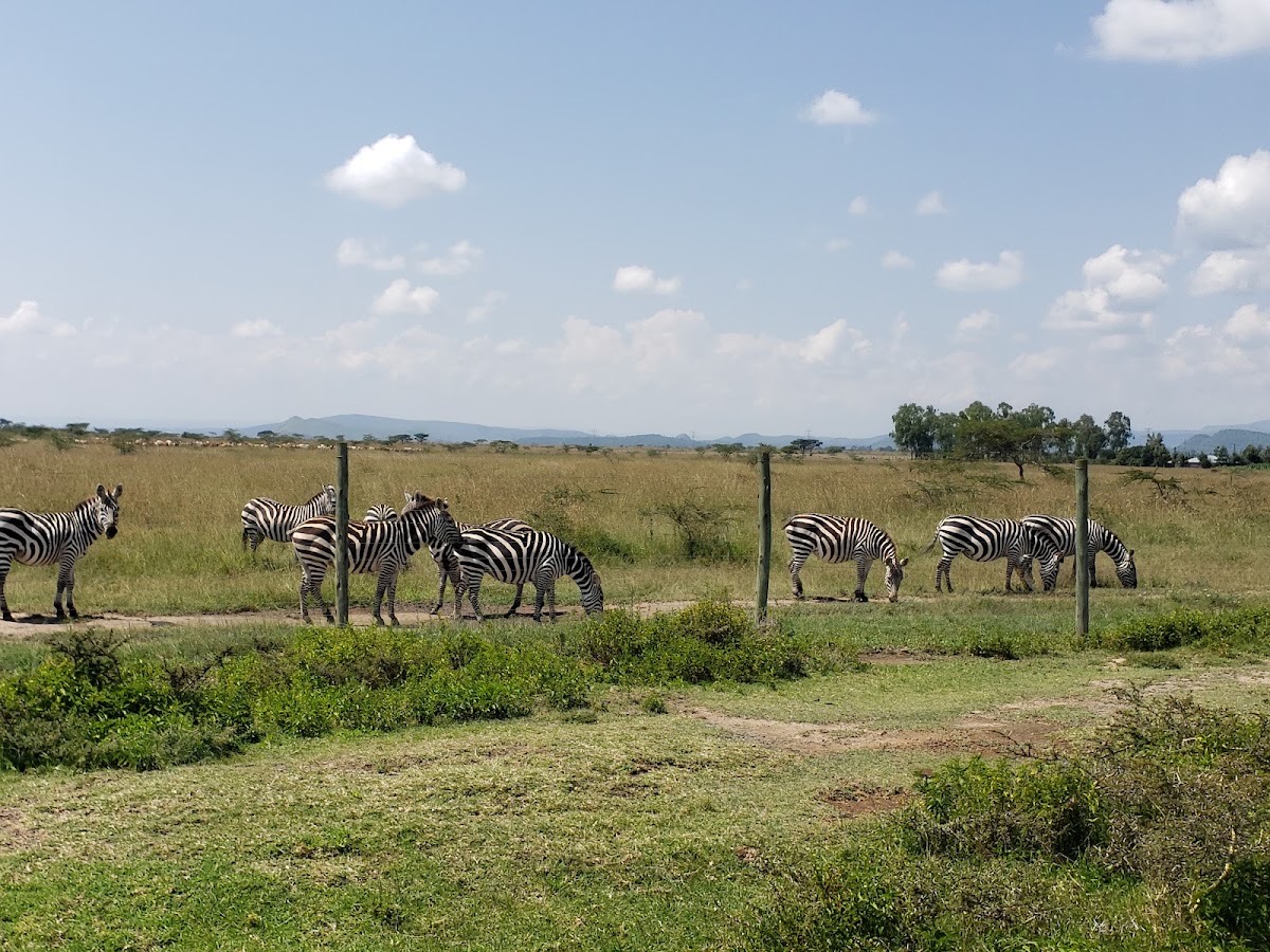 Soysambu Conservancy Main Gate — Lake Nakuru