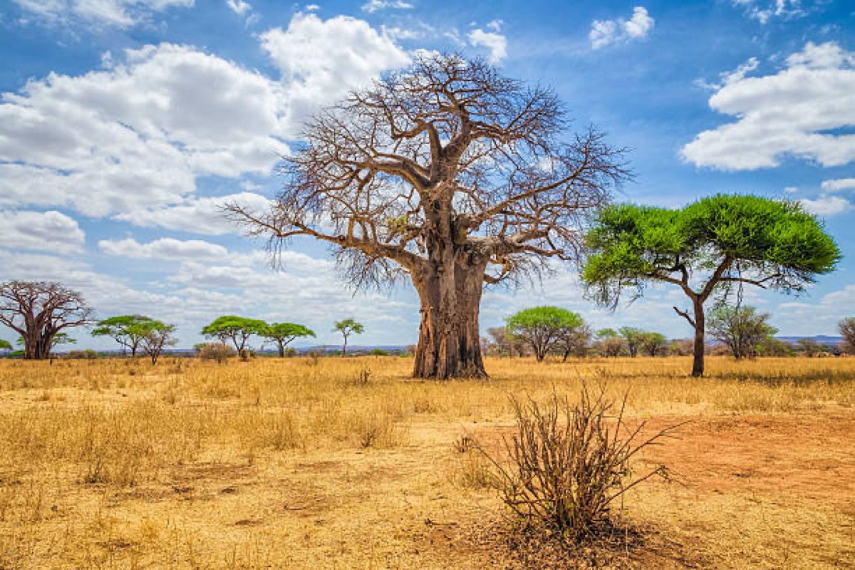 Tarangire National Park — Tarangire