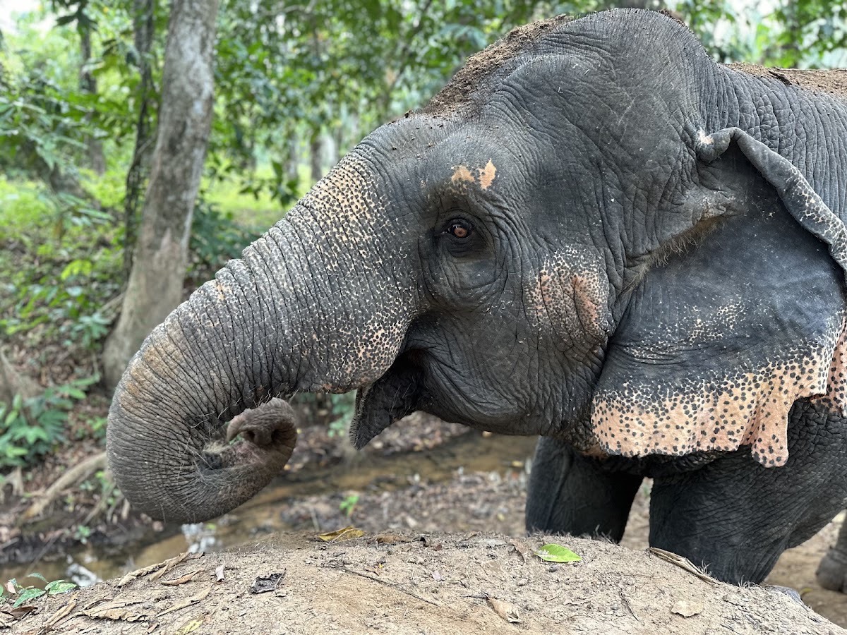 The Elephant Sanctuary Krabi Thailand — Krabi