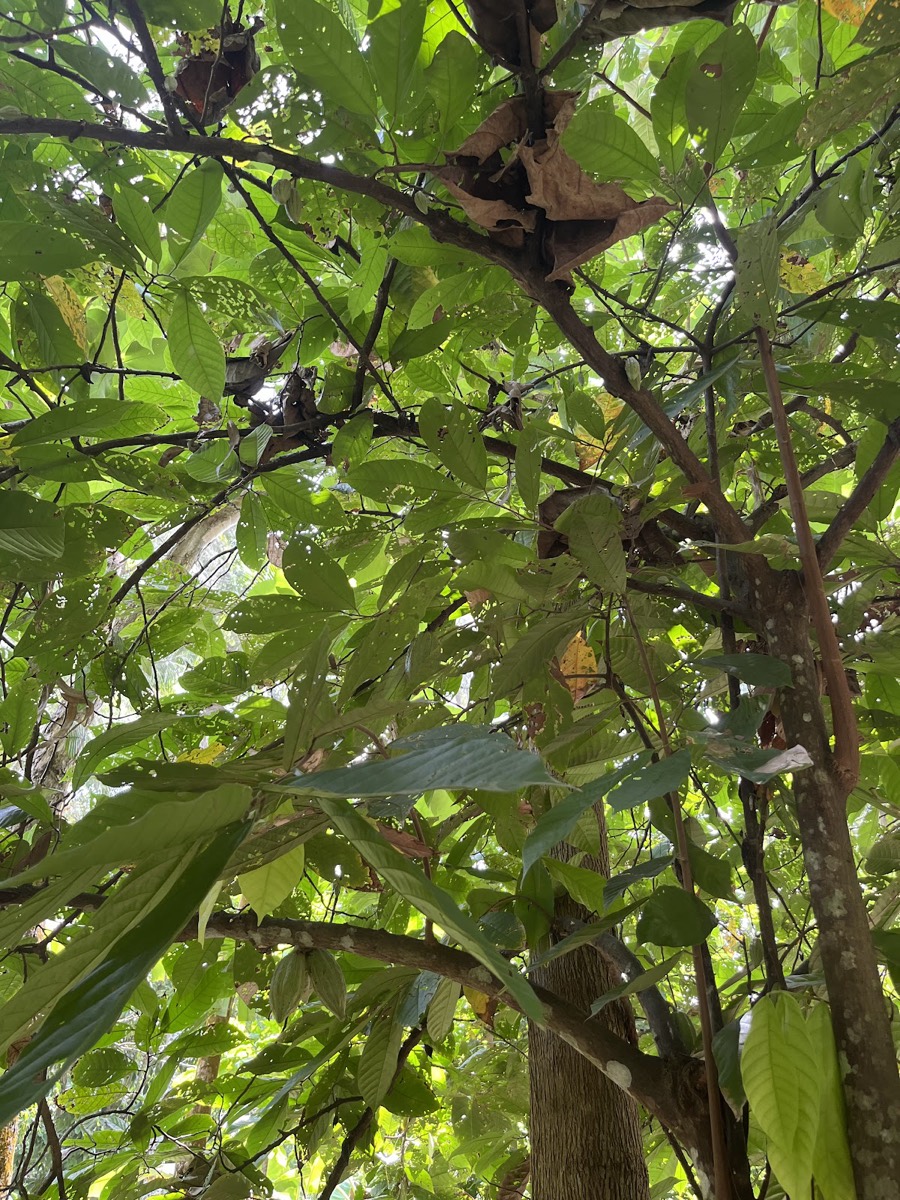 TO THE HILL KIDICHI SPICE FARM — Sansibar