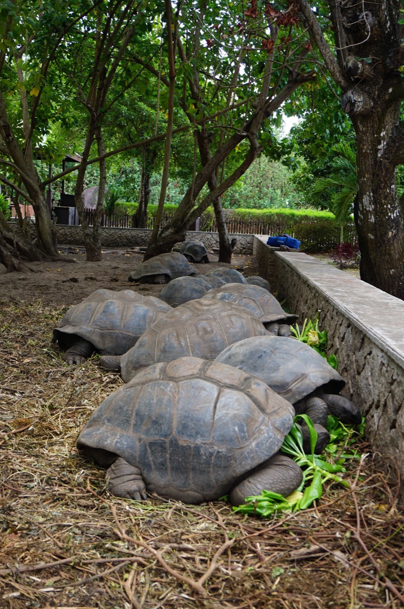 Tortoise Sanctuary — Praslin