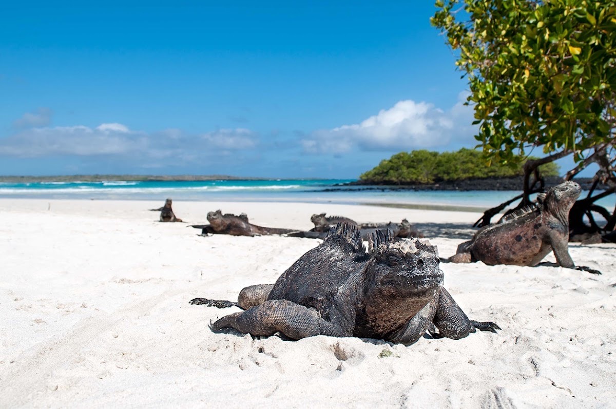 Tortuga Bay Beach — Galápagos