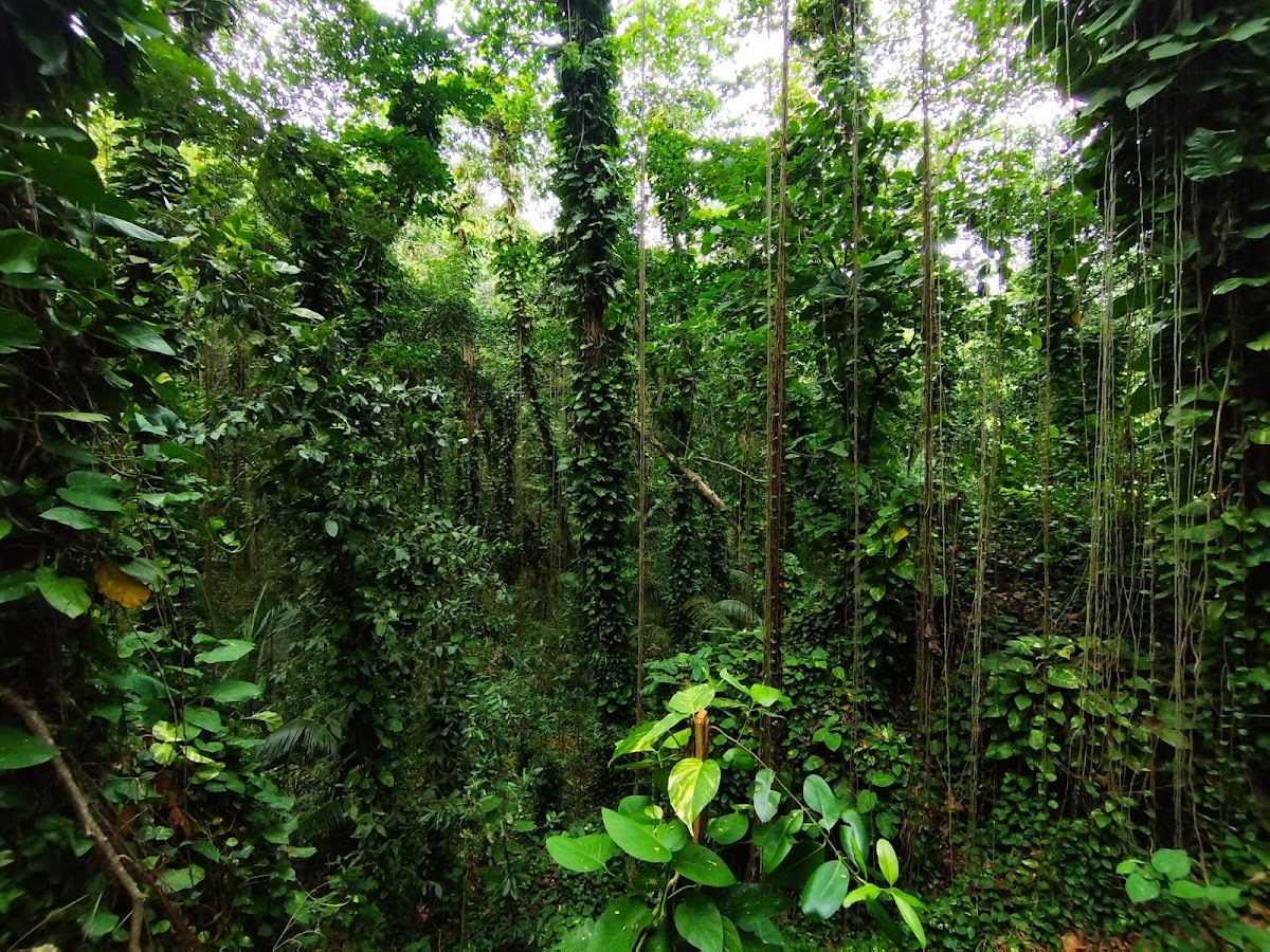 Tropical forest — La Digue