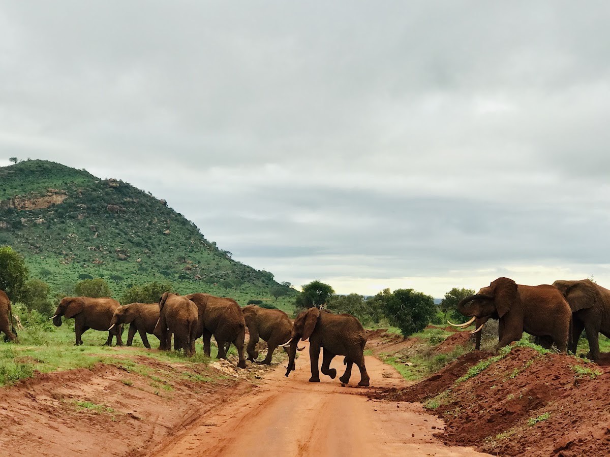 Tsavo National Park — Tsavo