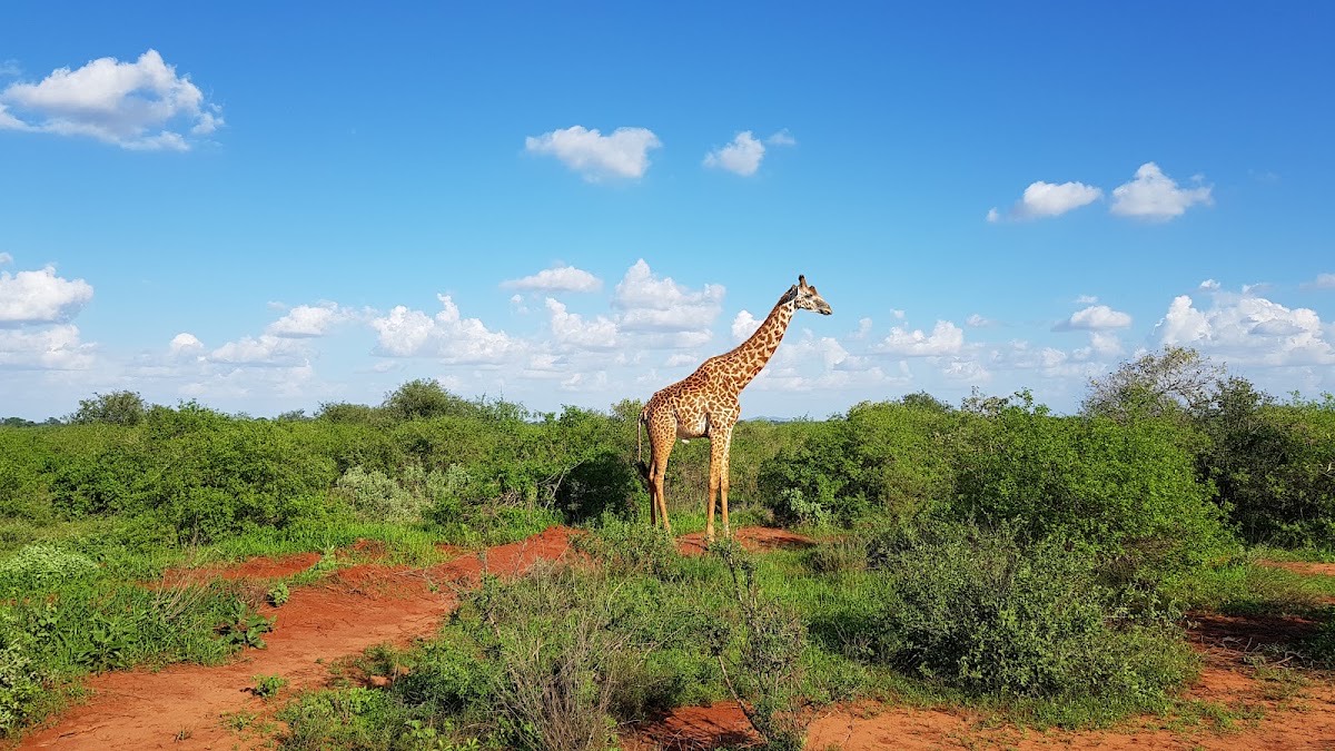 Tsavo West National Park — Tsavo