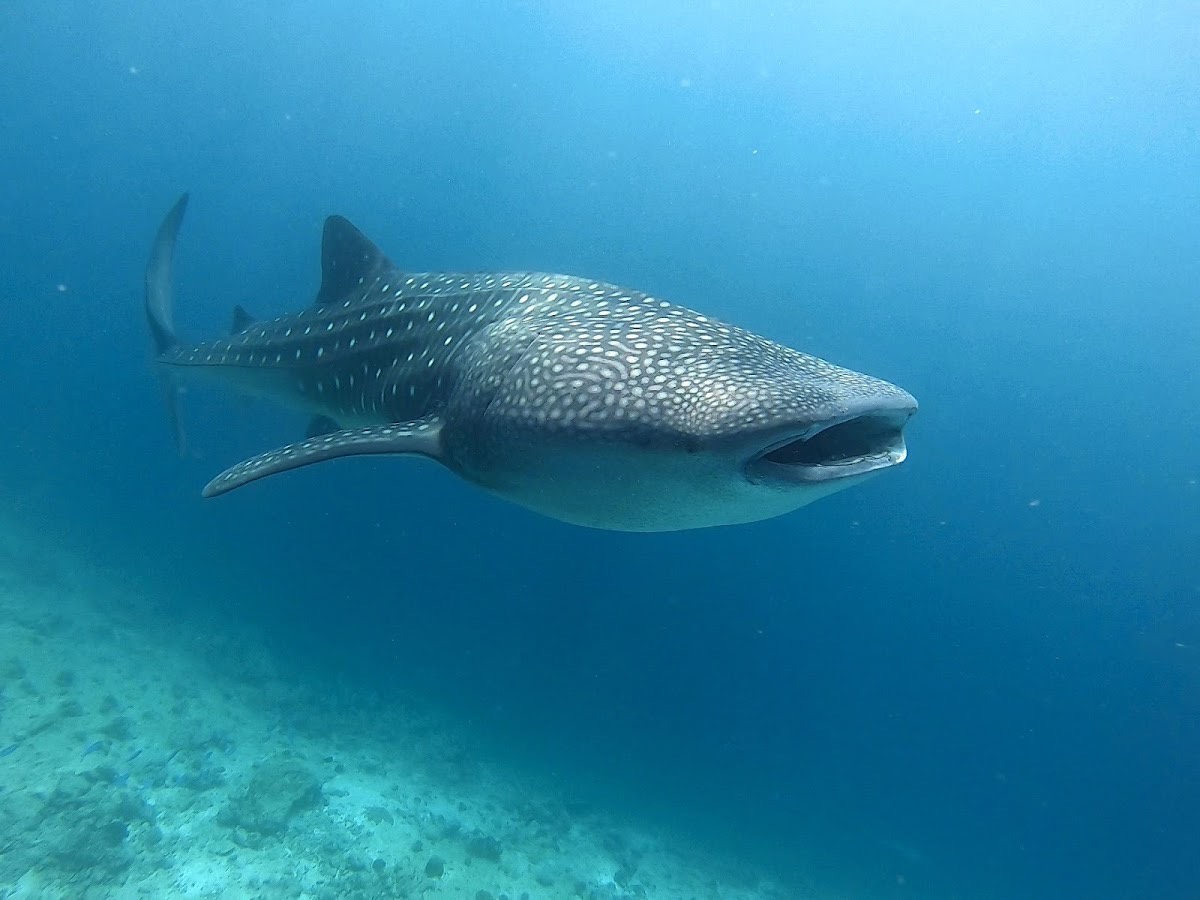 Whale Shark Point — Dhigurah