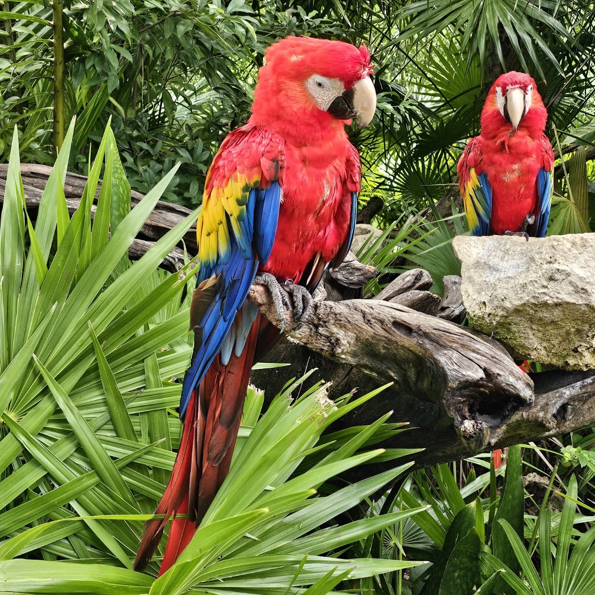 Xel-Há — Playa del Carmen