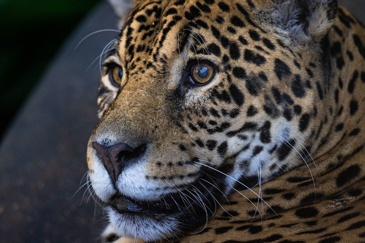 Zoológico de São Paulo — São Paulo